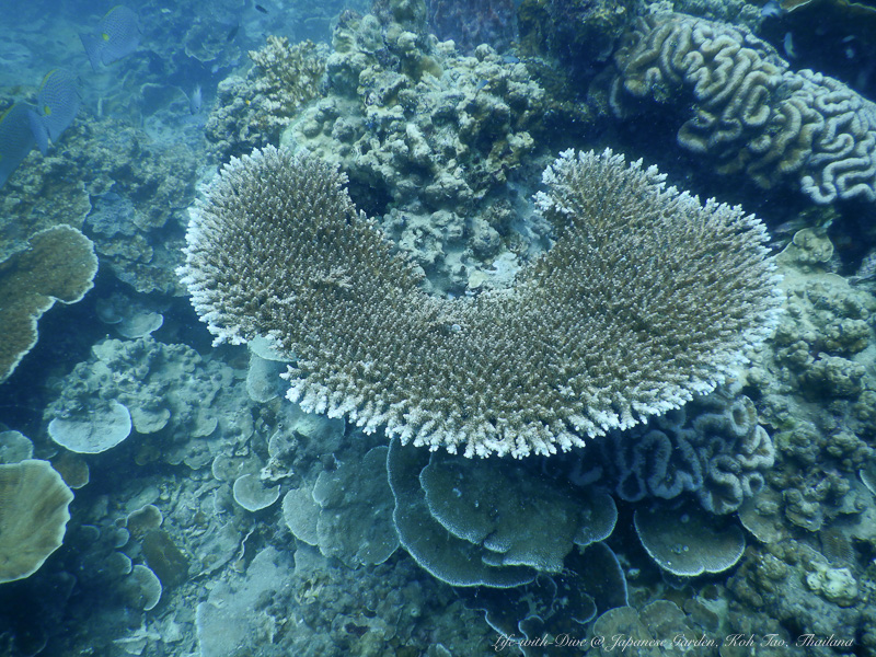 タイタオ島ジャパニーズガーデンで撮影したサンゴ