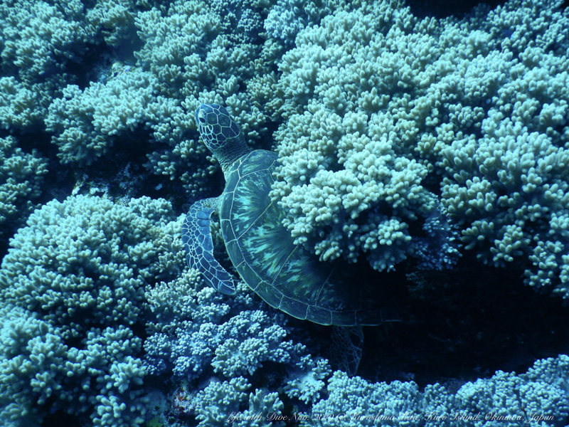 沖縄慶良間黒島北で撮影したサンゴに隠れるアオウミガメ
