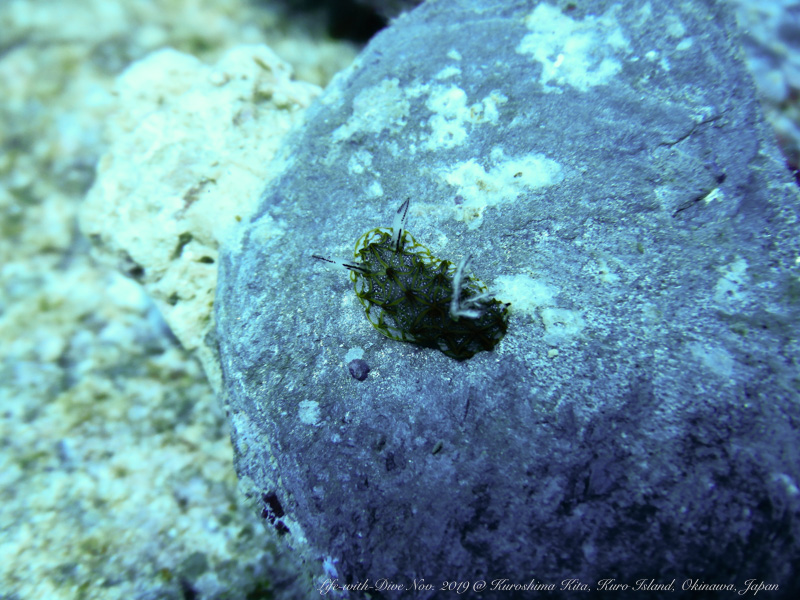 沖縄慶良間黒島北で撮影したモザイクウミウシ