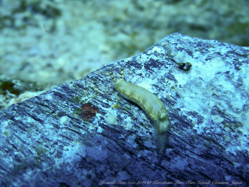 沖縄慶良間黒島北で撮影したセンテンイロウミウシ