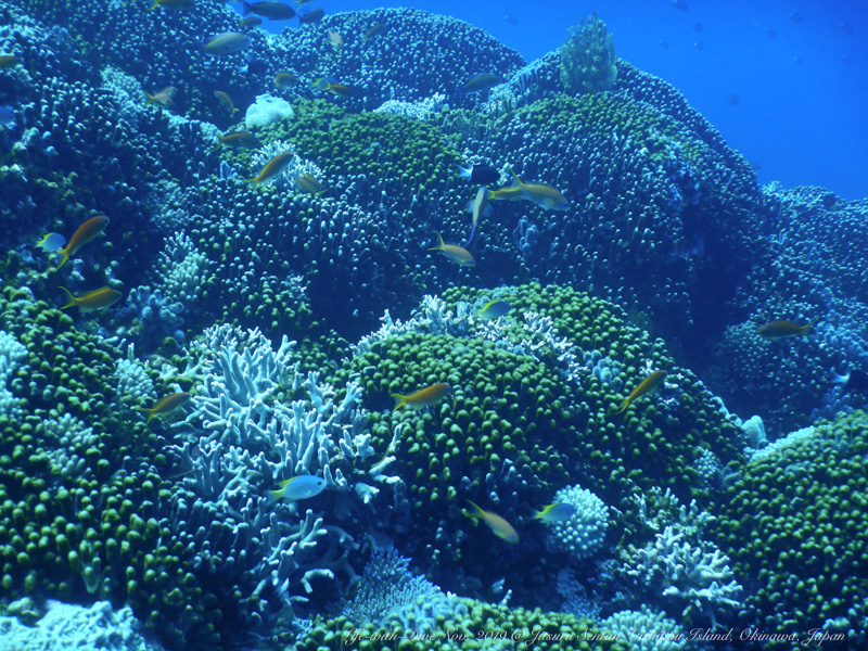 沖縄慶良間自津留先端で撮影したサンゴに群れるキンギョハナダイ