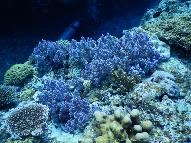 沖縄慶良間諸島黒島南で撮影したサンゴとクレバス