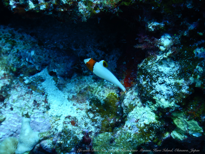 沖縄慶良間諸島黒島南で撮影したイロブダイの幼魚
