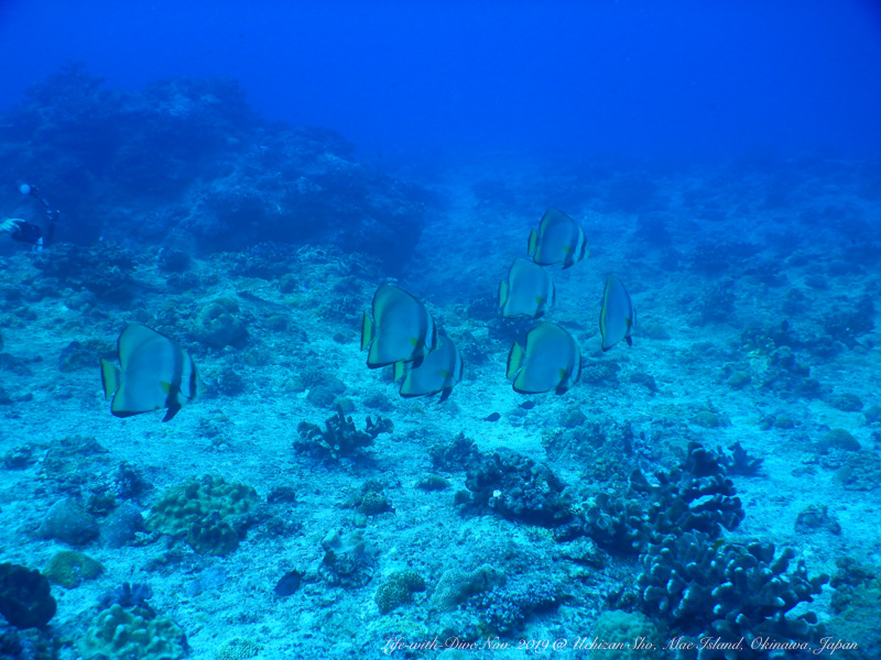 沖縄慶良間諸島ウチザン礁で撮影したツバメウオ群れ