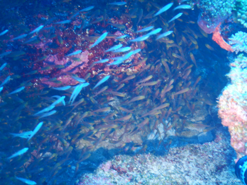 沖縄慶良間諸島ウチザン礁で撮影したキンメモドキの群れ