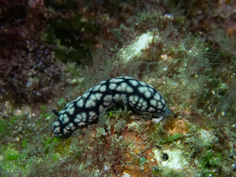 高知沖の島トリノクビで撮影したコイボウミウシ
