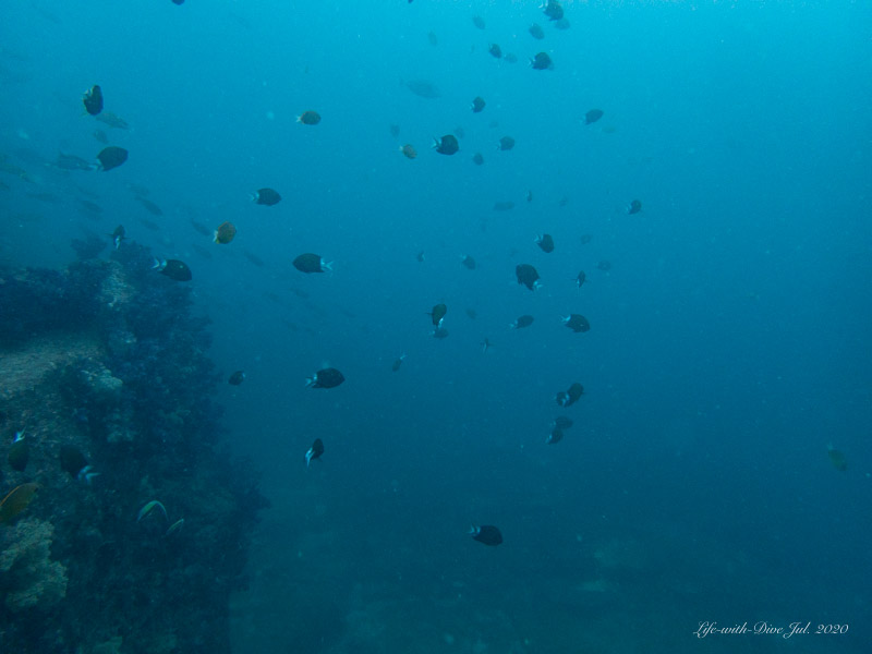 高知沖の島トリノクビで撮影したモンスズメダイの群れ