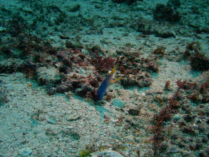 高知沖の島トリノクビで撮影したハナヒゲウツボの成魚