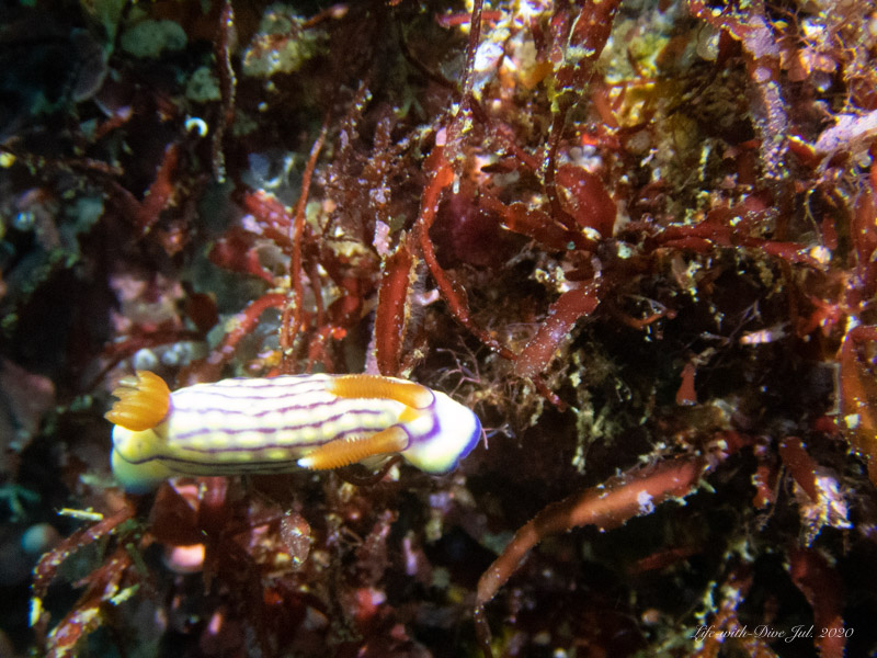 高知沖の島トリノクビで撮影したクチナシイロウミウシ