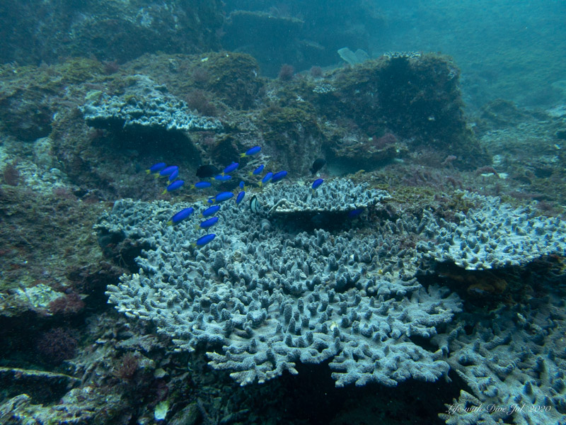 高知沖の島トリノクビで撮影したテーブルサンゴの上に群れるソラスズメダイと フタスジリュウキュウスズメダイ