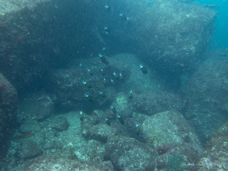高知沖の島ソトガシラで撮影したモンスズメダイの群れ