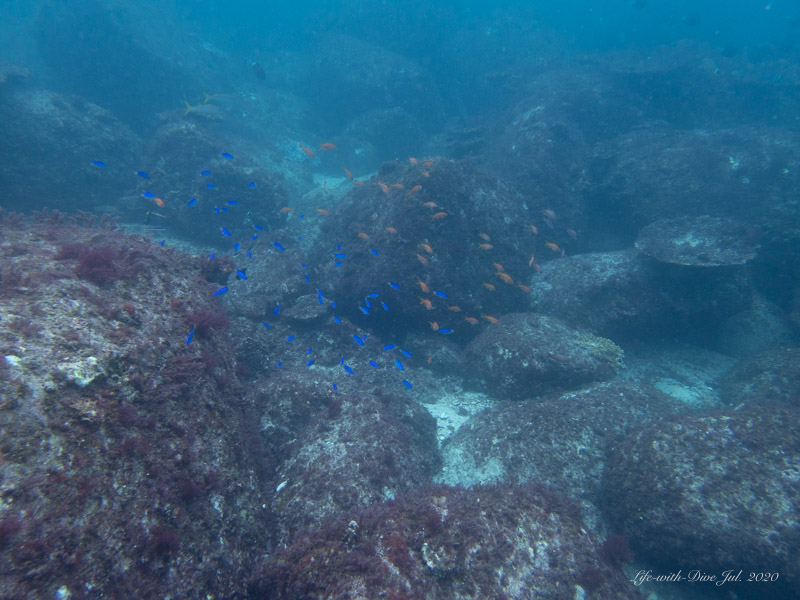 高知沖の島ソトガシラで撮影したキンギョハナダイ＆ソラスズメダイの群れ