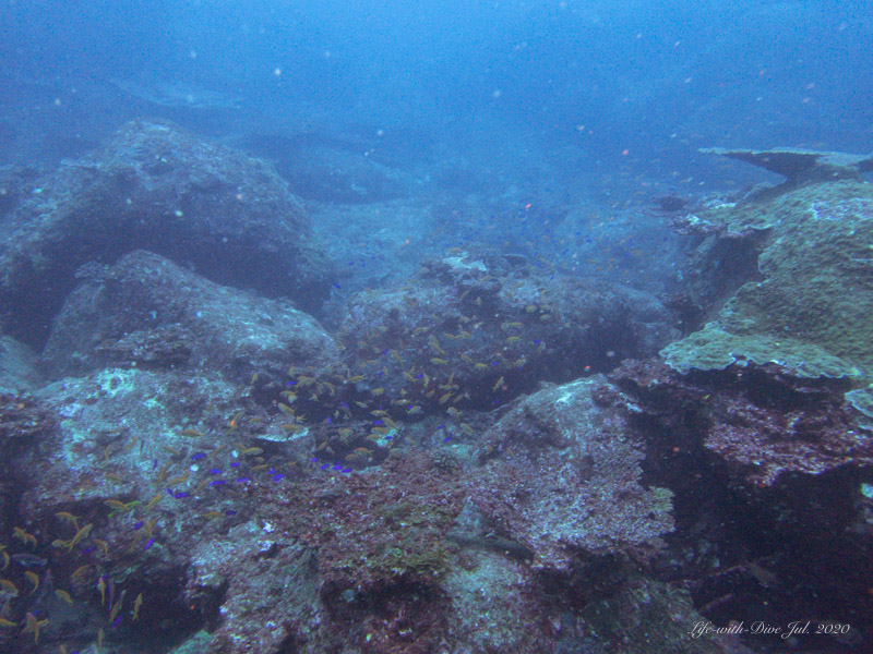 高知沖の島赤崎No.3で撮影したキンギョハナダイとソラスズメダイの群れ