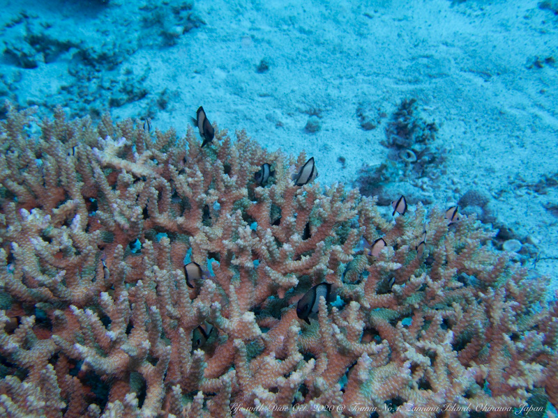 沖縄慶良間諸島唐馬No.1で撮影したサンゴに隠れるフタスジリュウキュウスズメダイの群れ