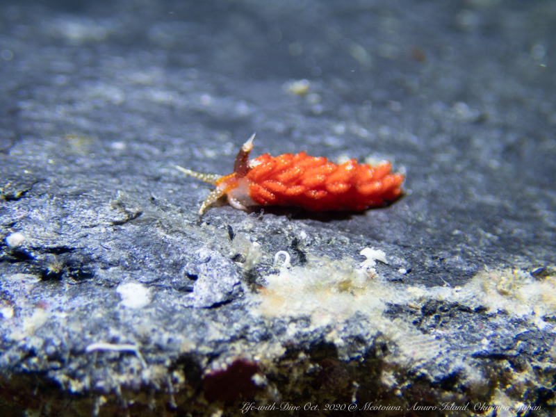 沖縄慶良間諸島夫婦岩で撮影したウツセミミノウミウシ
