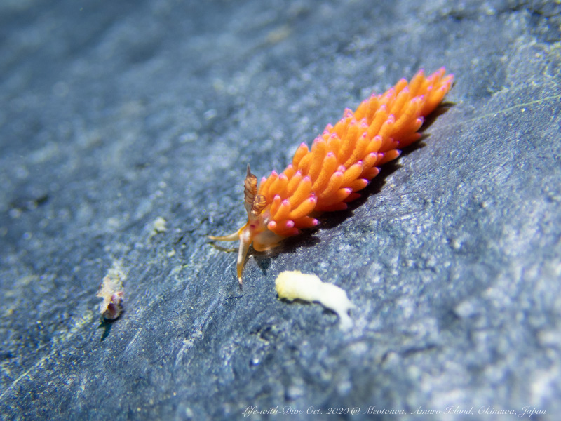 沖縄慶良間諸島夫婦岩で撮影したパスタチゴミノウミウシ