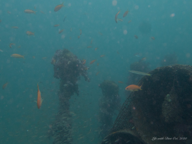 静岡西伊豆平沢土管魚礁で見られたキンギョハナダイの群れ