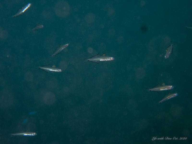 静岡西伊豆平沢で見られたクロユリハゼの幼魚