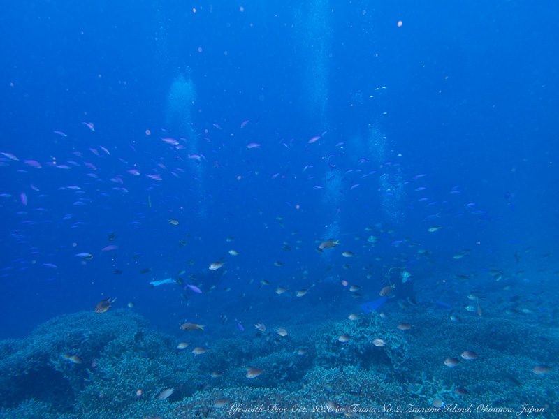 沖縄慶良間諸島唐馬No.2で撮影したサンゴに群れるハナゴイと種々のスズメダイ