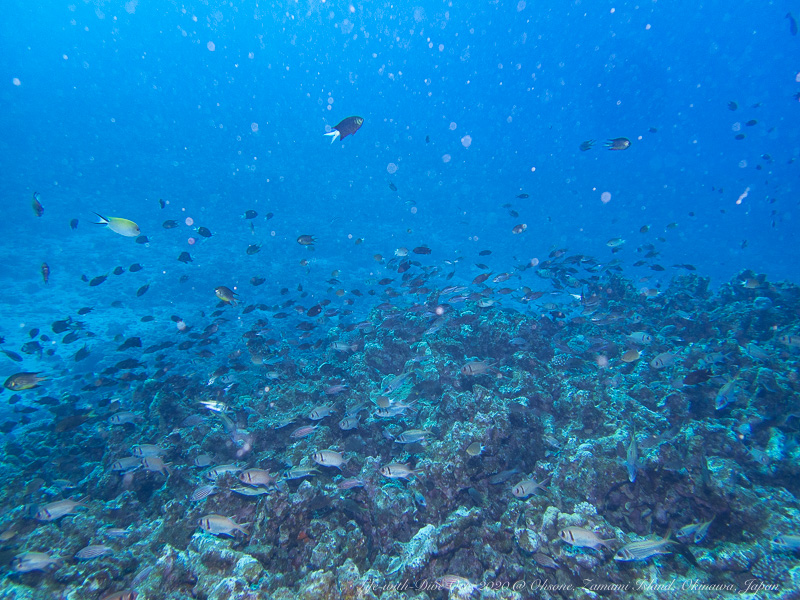 沖縄慶良間諸島大曽根で撮影したクロオビマツカサやノコギリダイの群れ