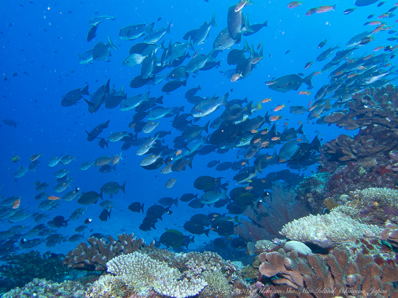 沖縄慶良間諸島ウチザン礁で撮影したキンギョハナダイ等の群れ