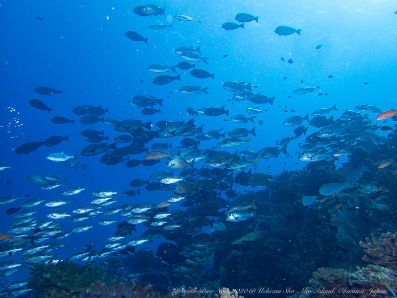 沖縄慶良間諸島ウチザン礁で撮影した群れ