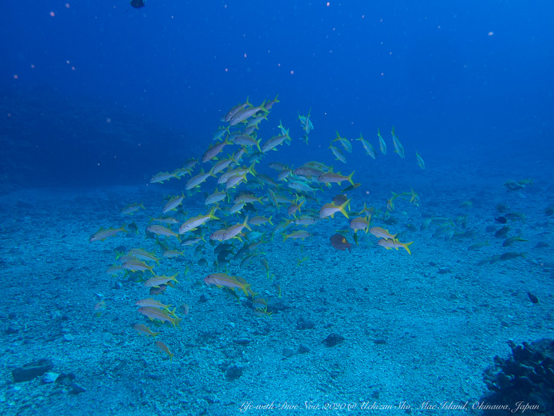 沖縄慶良間諸島ウチザン礁で撮影したアカヒメジの群れ