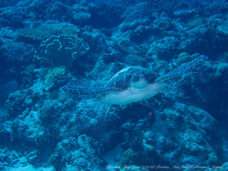 沖縄慶良間諸島で撮影したアオウミガメ