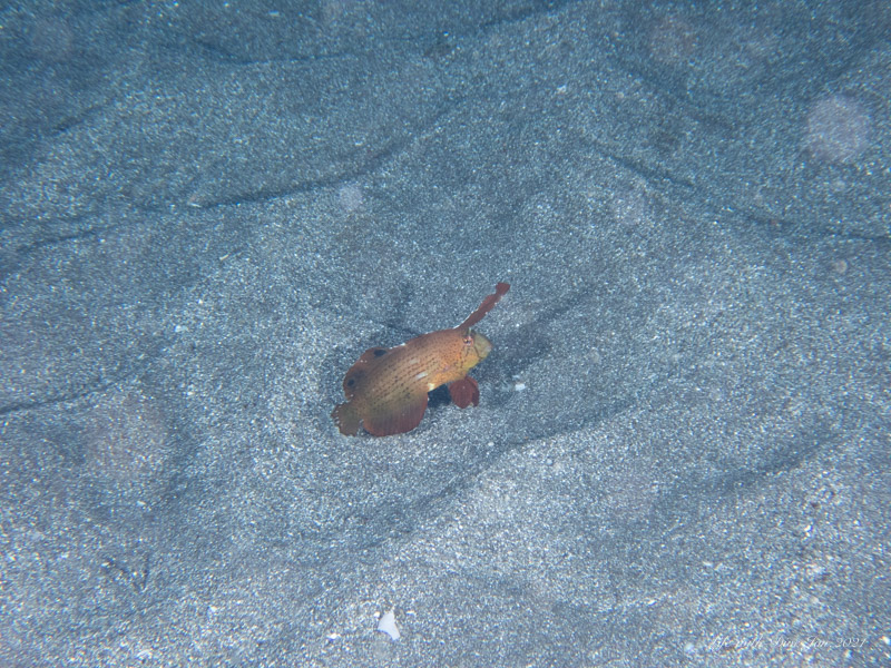 千葉伊戸シャークスクランブルで撮影したホシテンスの幼魚