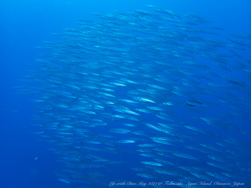 沖縄粟国島筆ん崎で撮影したオオメカマスの群れ