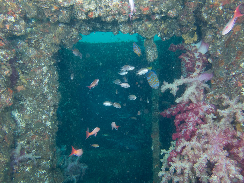 千葉波左間ドリームで撮影したコンクリート魚礁の中にいるスズメダイとキンギョハナダイの群れ