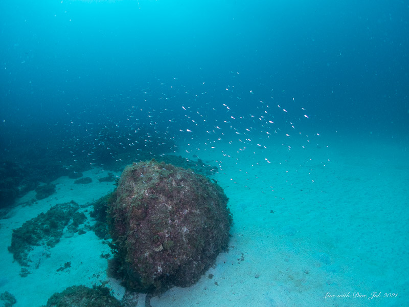 長崎対馬のポイント名のないポイントで撮影したテンジクダイ（イシモチ）系の魚の群れ