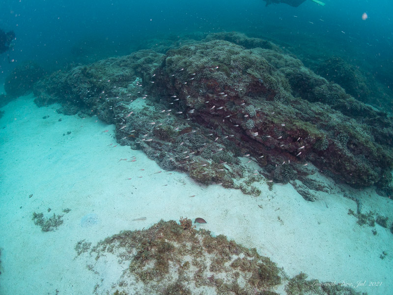 長崎対馬のポイント名のないポイントで撮影したテンジクダイ（イシモチ）系の魚の群れ