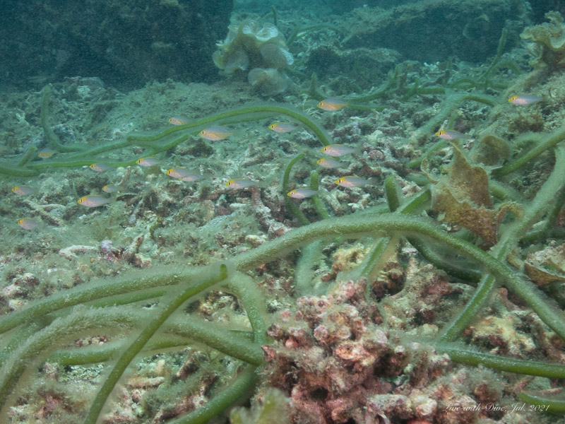 長崎対馬太田浜で撮影したイトフエフキ幼魚の群れ