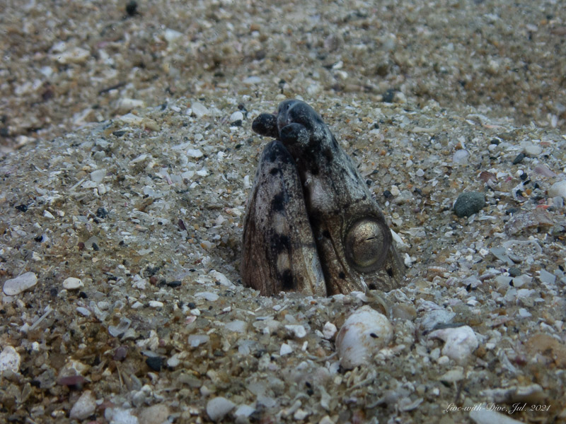 長崎対馬太田浜で撮影したホタテウミヘビ