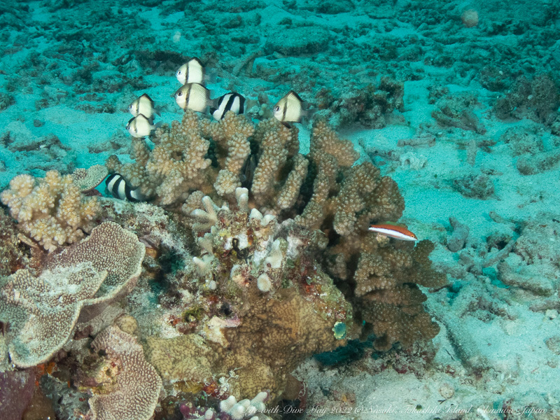 沖縄慶良間諸島野崎で撮影したサンゴに群れるフタスジリュウキュウスズメダイとミスジリュウキュウスズメダイ