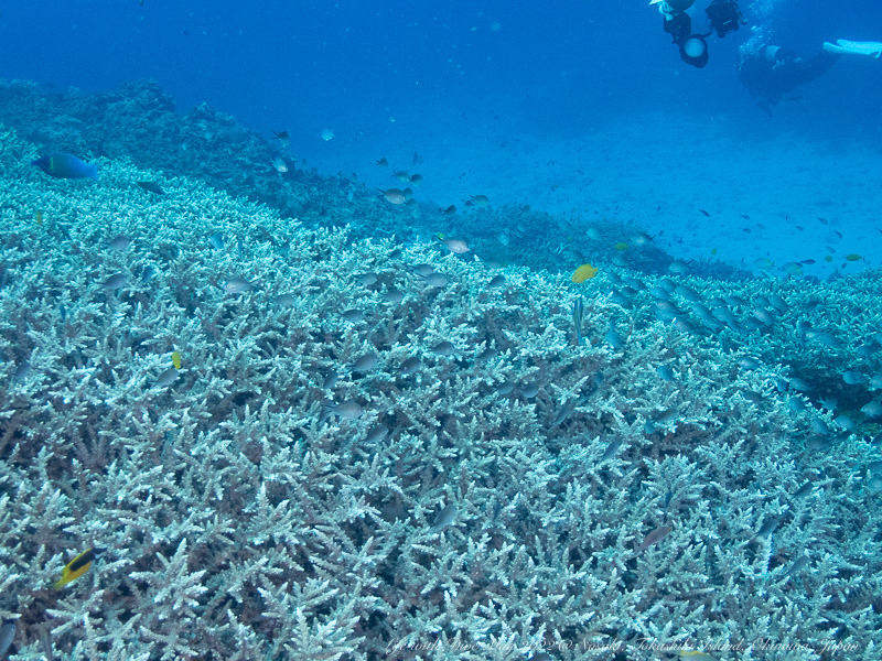 沖縄慶良間諸島野崎で撮影した一面の枝サンゴとカブラヤスズメダイの群れ