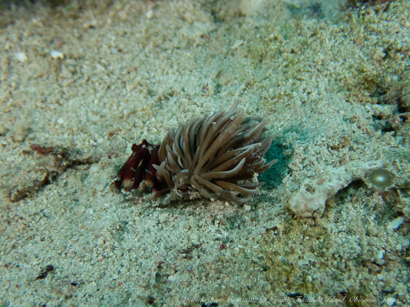 沖縄慶良間諸島野崎で撮影したシロブチクセニアウミウシ