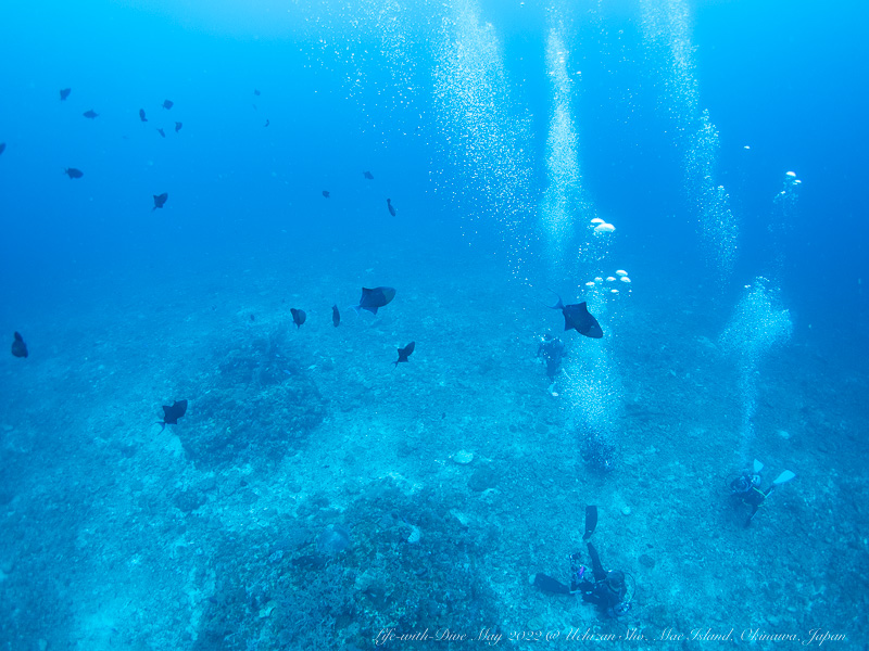 沖縄慶良間諸島ウチザン礁で撮影したアカモンガラの群れ