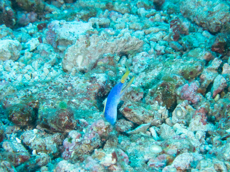 沖縄慶良間諸島ウチザン礁で撮影したハナヒゲウツボ