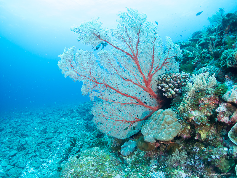 沖縄慶良間諸島ウチザン礁で撮影したイソバナ