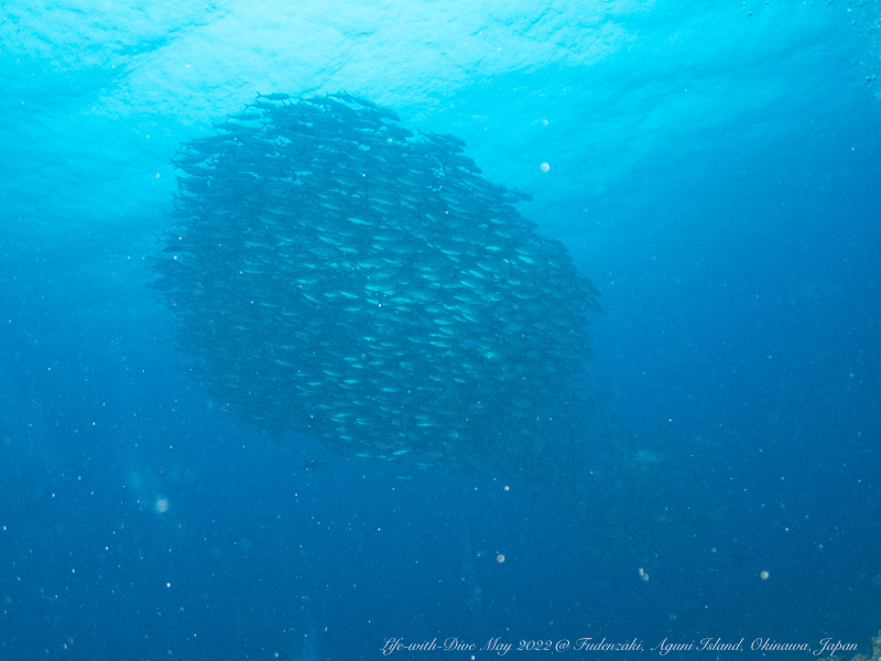 沖縄粟国島筆ん崎で撮影した玉状のギンガメアジの群れ