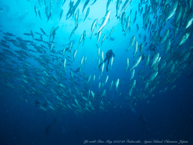 沖縄粟国島筆ん崎で撮影したギンガメアジの群れ