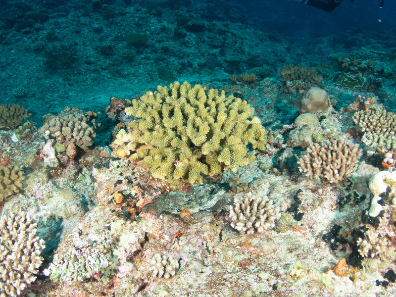沖縄粟国島筆ん崎で撮影したサンゴ