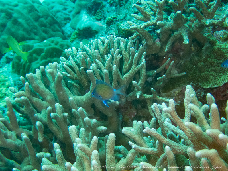 沖縄慶良間諸島7番崎で撮影したアマミスズメダイの幼魚