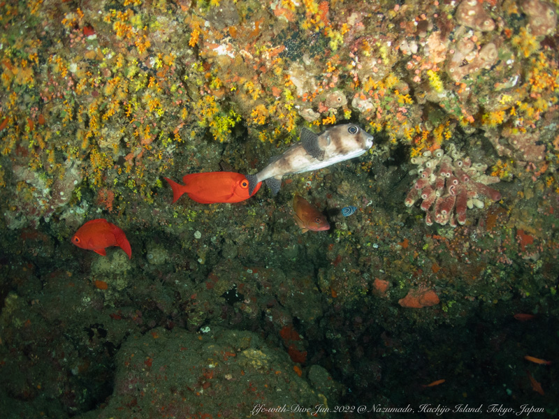 東京八丈島ナズマドで撮影したアカマツカサ、ハリセンボンとタテジマキンチャクダイの幼魚