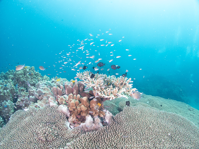 タイタオ島ホワイトロックで撮影したサンゴに群れるスズメダイたち