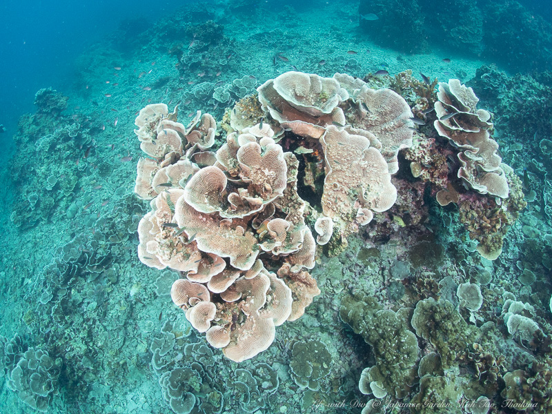 タイタオ島ジャパニーズガーデンで撮影したサンゴ