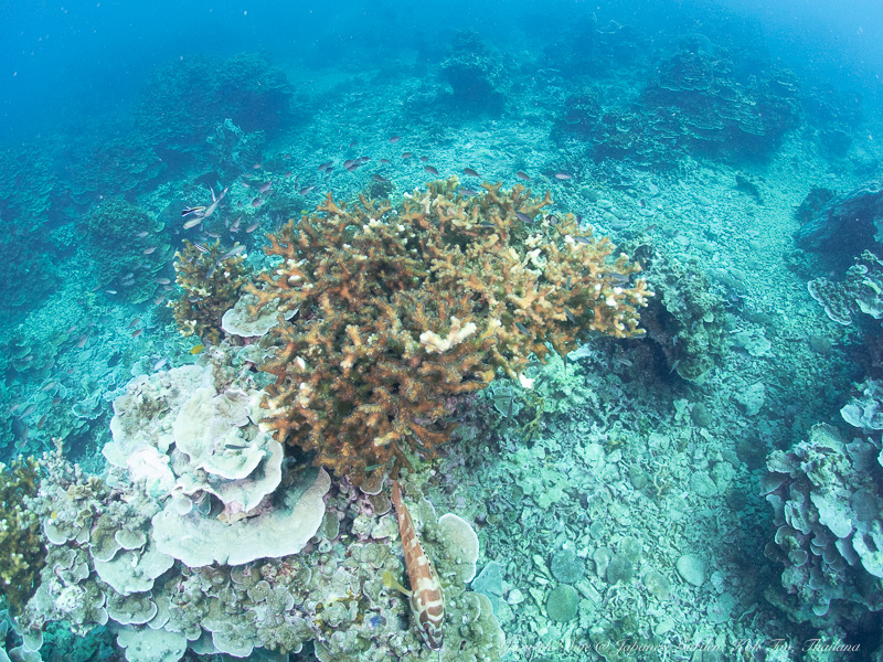 タイタオ島ジャパニーズガーデンで撮影したサンゴ