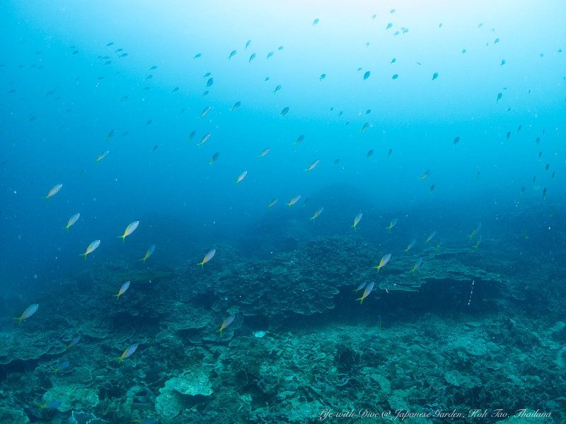 タイタオ島ジャパニーズガーデンで撮影したユメウメイロの群れ